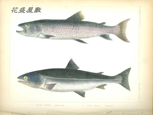 FLOS, 花, BLUME, FLOWER, 華,FLEUR, FLOR, ЦBETOK, FIORE: 番外編